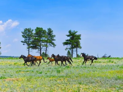 Black Hills Wild Horse Sanctuary