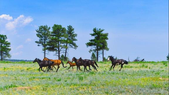 Black Hills Wild Horse Sanctuary