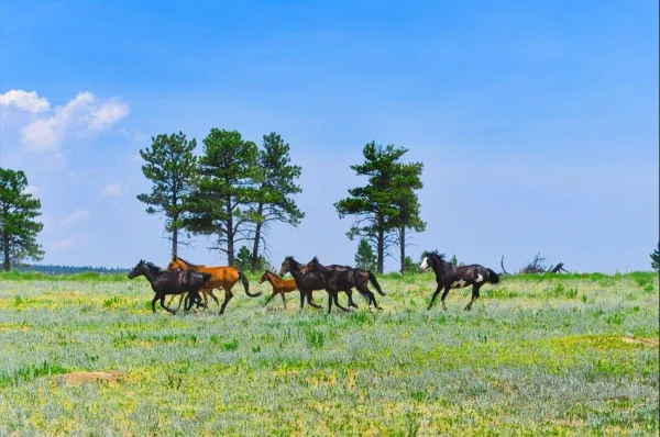 Black Hills Wild Horse Sanctuary